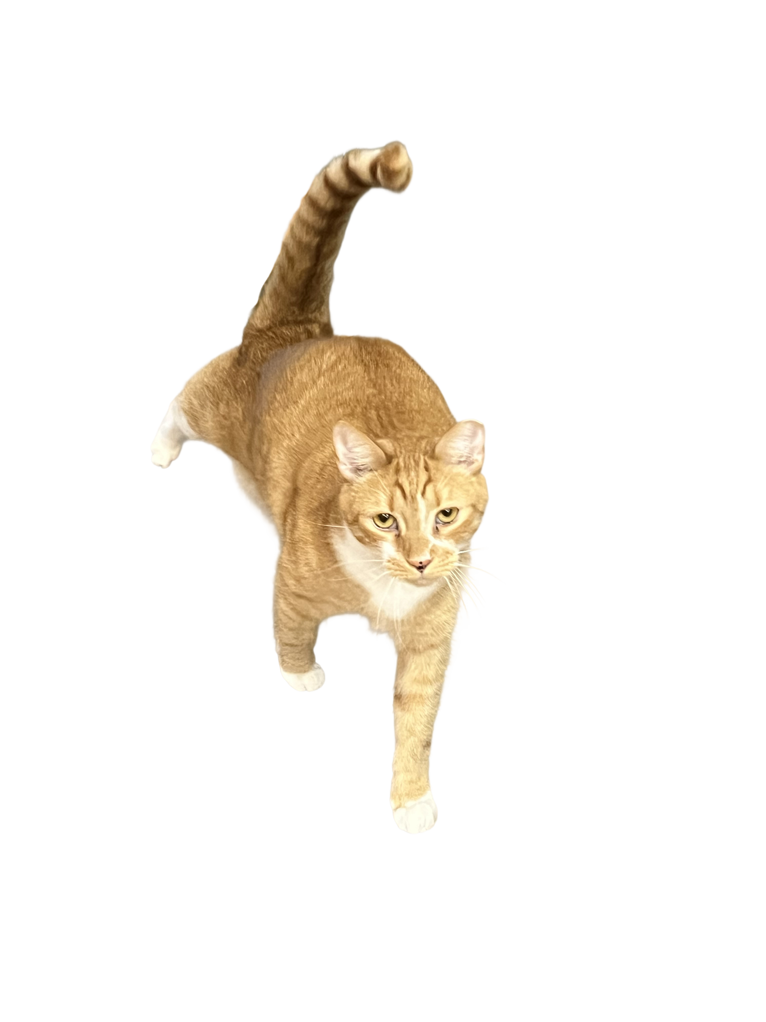 cat looking at you